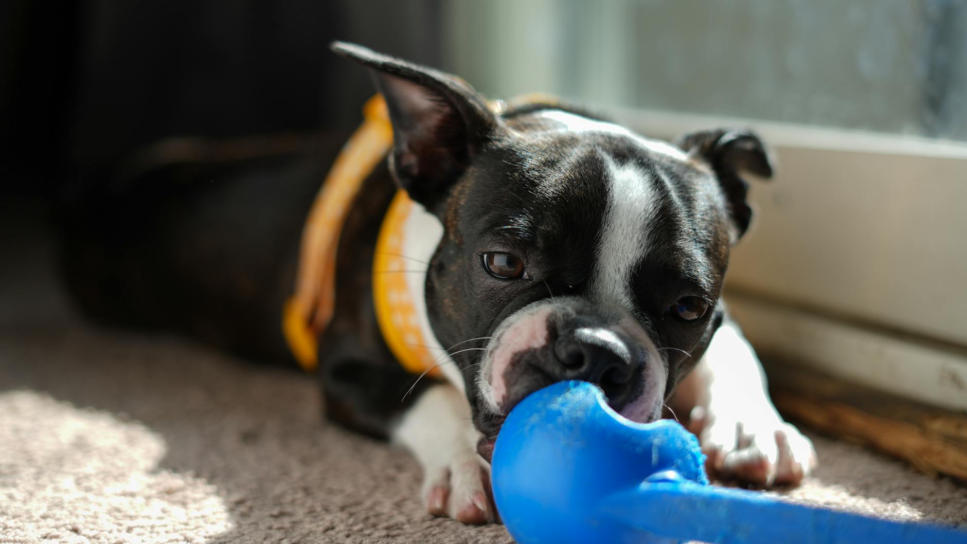 playful boston terrier with toy at home